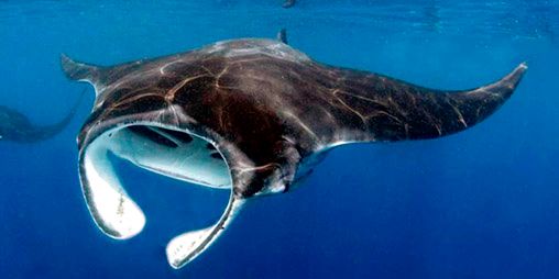 Manta birostris_010.jpg